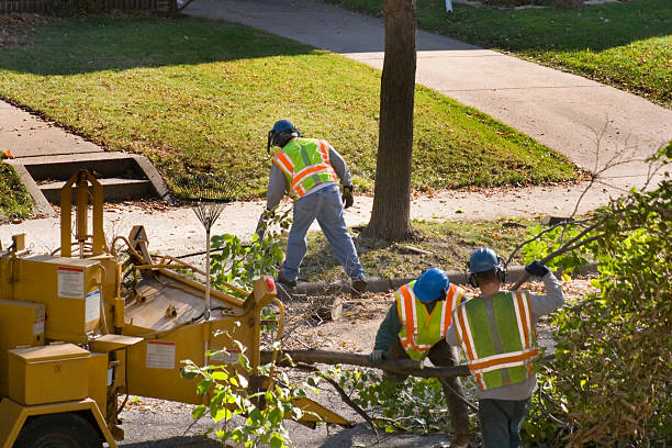 How Our Tree Care Process Works  in  Immokalee, FL